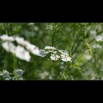 CoriandrumSativum07.jpg