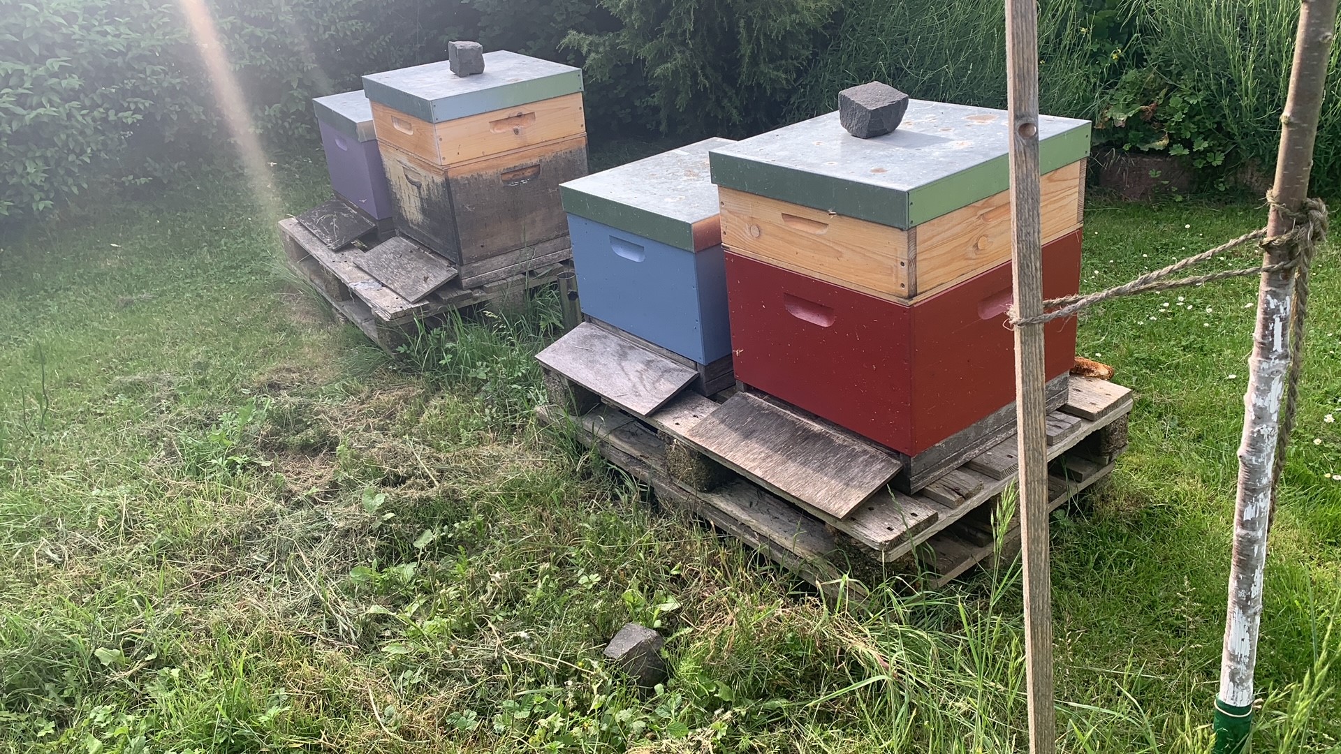 Bienenstoecke 2024